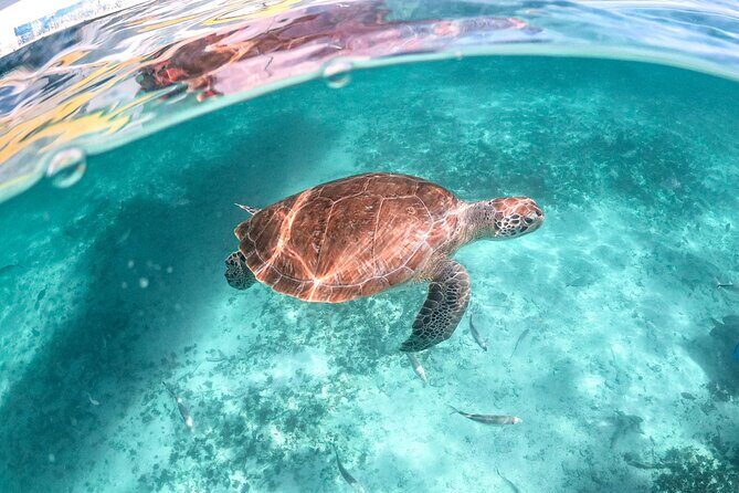 Private Half Day Tour in Cenote Cave and Swimming with Turtles - An In-Depth Look at the Tour Experience