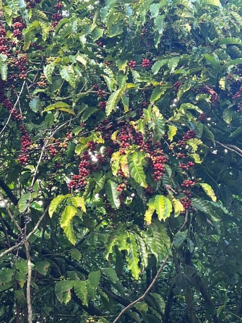 Private Half Day Tour in Punta Cana-Higüey with Local Guide - Final Thoughts: Is This Tour Worth It?