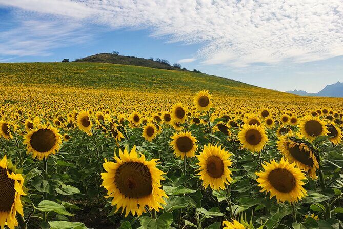 Private half-day tour of Ronda and the White Villages with native - Frequently Asked Questions