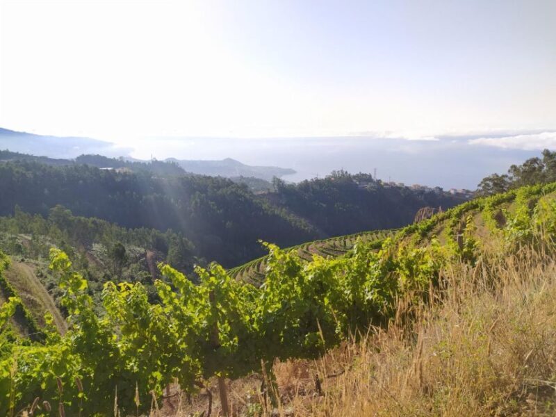 Private Half-Day Tour of Wine Fields - The Sum Up: Who Will Love This Tour?