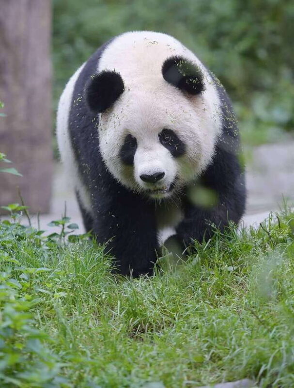 Private half day tour to Chengdu Panda Breeding Center - An Honest Look at the Chengdu Panda Breeding Center Tour