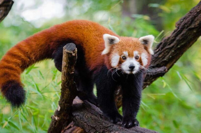 Private half day tour to Chengdu Panda Breeding Center - The Sum Up