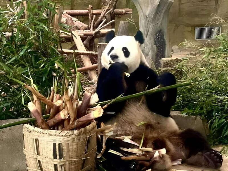 Private half day tour to Chengdu Panda Breeding Center - FAQ