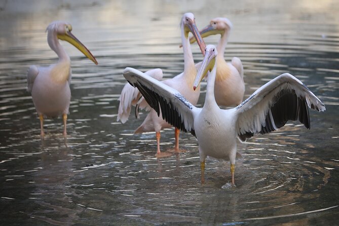 Private Half Day Tour To The Zoo In Giza - Good To Know