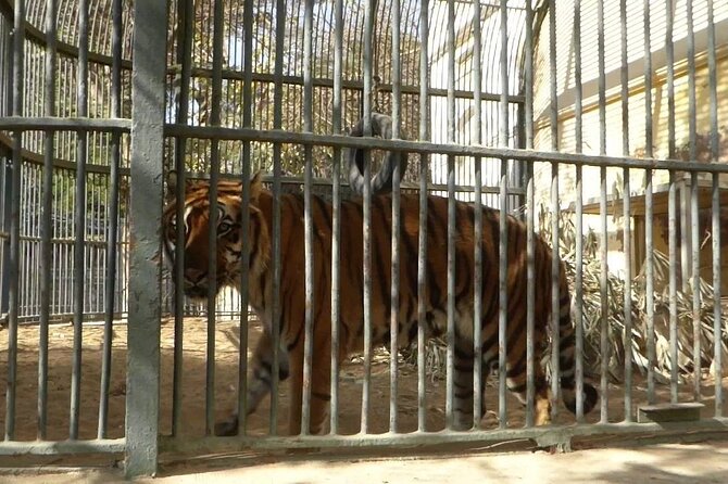 Private Half Day Tour To The Zoo In Giza - Meeting and Pickup Details