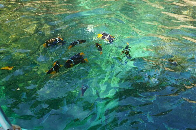 Private Half-Day Tour with Snorkeling at Animas Beach - How the Experience Works