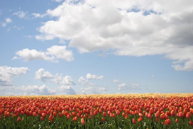Private Half-Day Trip From Amsterdam to The Tulip Fields in Keukenhof - The Flipside: Considerations and Potential Drawbacks