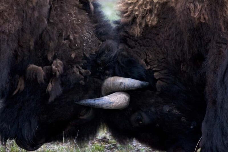 Private Highlight's Tour of Yellowstone National Park - Key Points