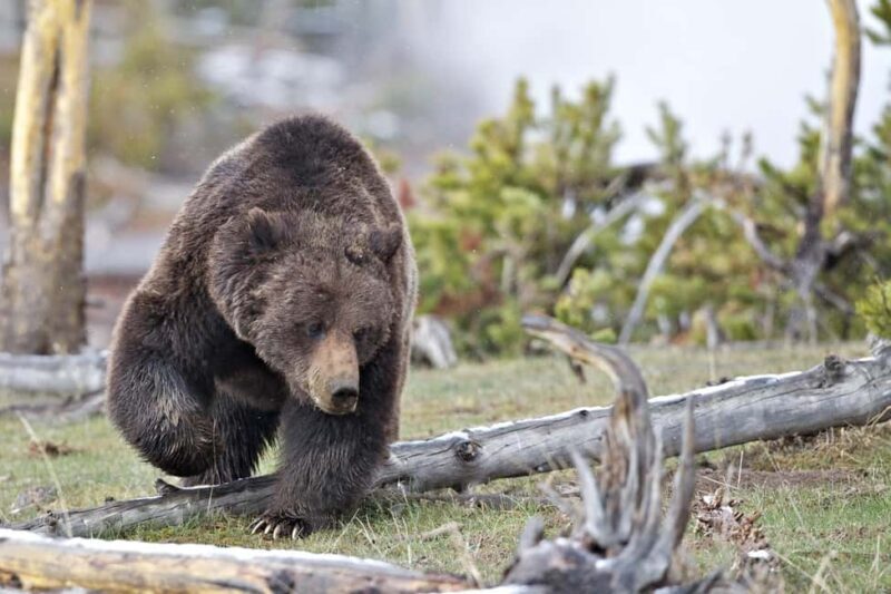 Private Highlight's Tour of Yellowstone National Park - The Value of Expert Guides and Personalization