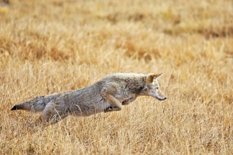 Private Highlight's Tour of Yellowstone National Park - Detailed Itinerary Breakdown