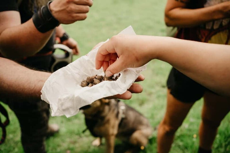 Private Hike: Brecon Beacons Henrhydd Falls Plus Foraging - Key Points