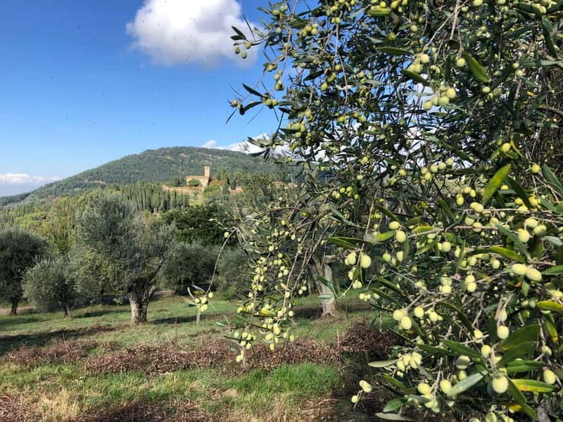 Private Hiking Florence Tour with Wine and Lunch or semi-pri - Key Points