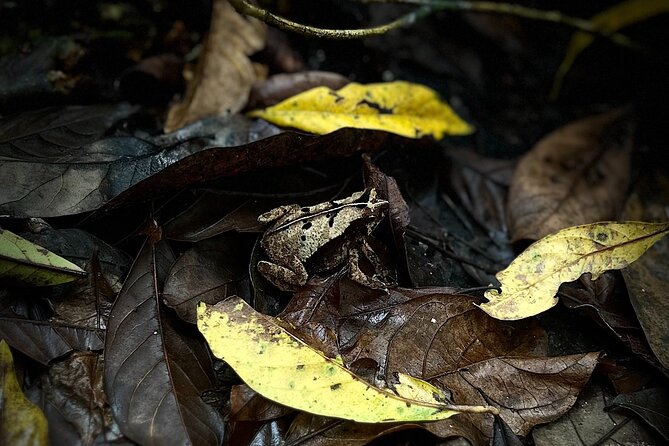 Private Hiking Tour at Soberania National Park - Health and Accessibility