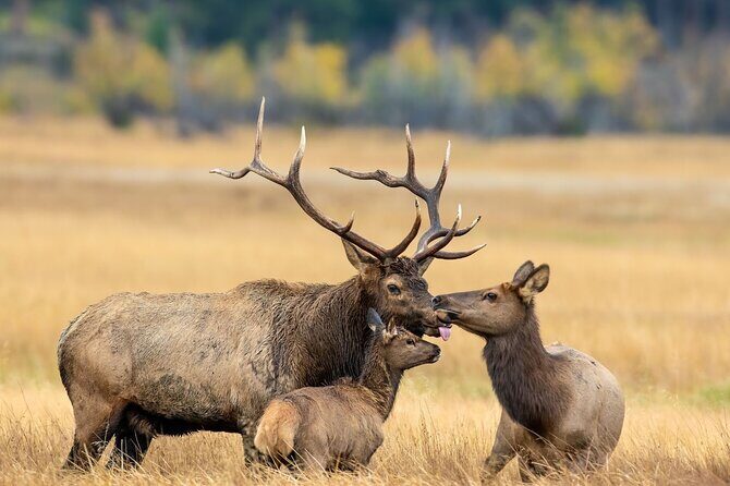 Private Hiking Tour Experience at Rocky Mountain National Park - A Deep Dive into the Rocky Mountain National Park Private Hike
