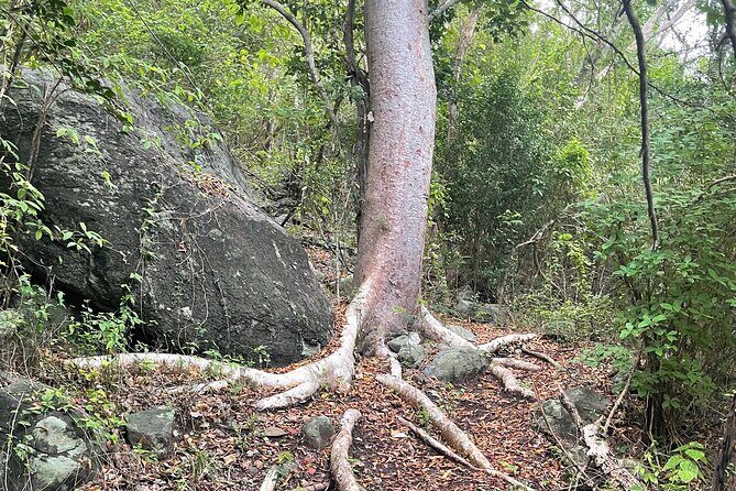 Private Hiking Tour in British Virgin Island with the Best 360 View - FAQ