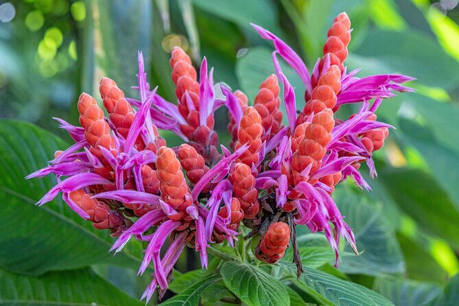 Private Hilo Shore Excursion - Botanical Gardens & Waterfalls - Key Points