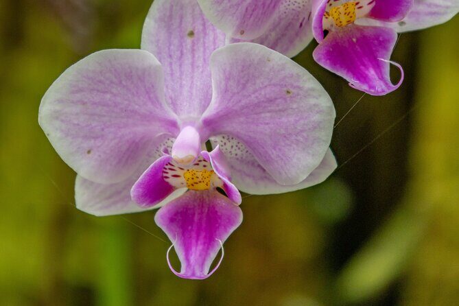 Private Hilo Shore Excursion - Botanical Gardens & Waterfalls - Practical Details and Considerations