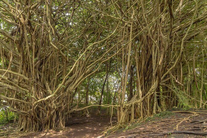 Private Hilo Shore Excursion - Volcanoes, Waterfalls, & Beaches - Practical Details and Considerations