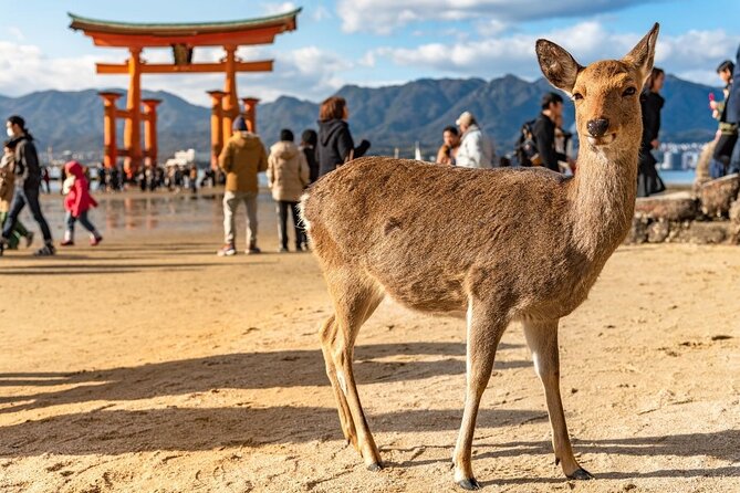 Private Hiroshima Tour With a Local, Highlights & Hidden Gems, 100% Personalised - Getting Around Hiroshima