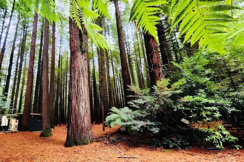 Private Hobbiton & BlueSprings & Redwood forest fromAuckland - Start with Convenience: Pickup in Auckland CBD