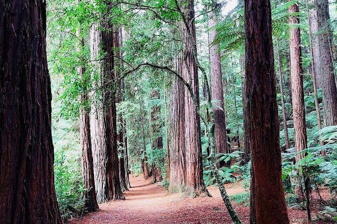 Private Hobbiton movie set & Blue springs from Auckland - Who Should Consider This Tour?