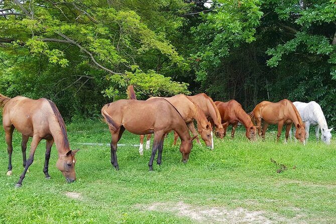 Private Horseback Riding, Swimming and Dunn's River Falls Tour - Practical Details and Value