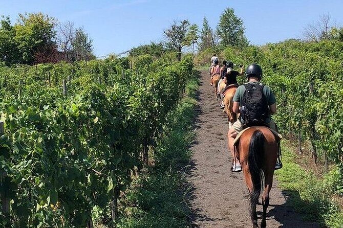 Private Horseback Riding Tour of the Vineyards in Verona with Wine Tasting - Key Points