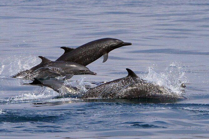 Private Huatulco Ocean, Bays & Coral Reef Snorkeling Adventures - FAQ