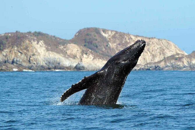 Private Huatulco Whale & Dolphin Adventures - An In-Depth Look at the Huatulco Whale & Dolphin Tour
