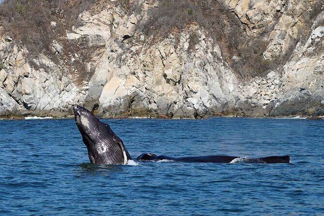 Private Huatulco Whale & Dolphin Adventures - Who Is This Tour Best For?