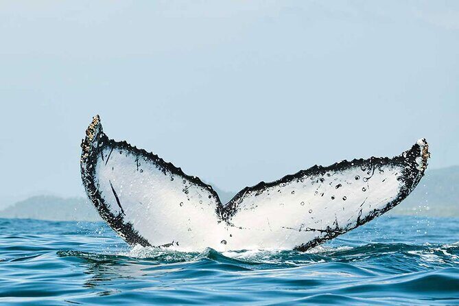 Private Huatulco Whale & Dolphin Adventures - FAQ