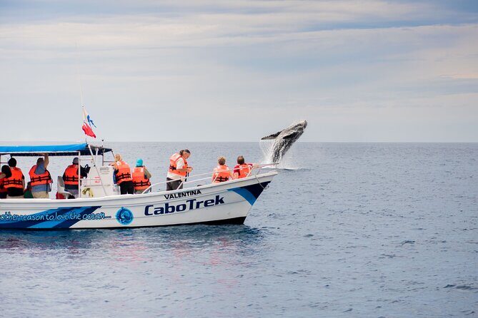 Private Humpback Whale Watching in Cabo San Lucas - What Makes the Experience Special?