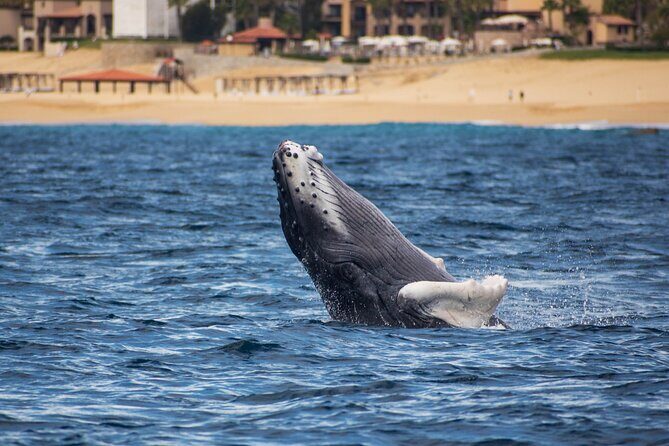 Private Humpback Whale Watching in Cabo San Lucas - Authentic Encounters and Real Experiences