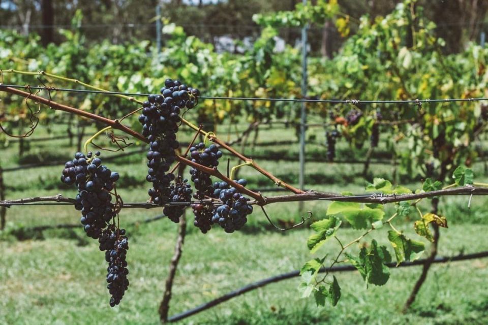 Private Hunter Valley Wine Tour Departing From Newcastle - Important Information
