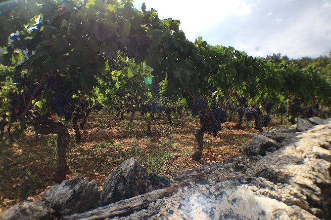Private Hvar Wine Tasting Tour - Analyzing the Value