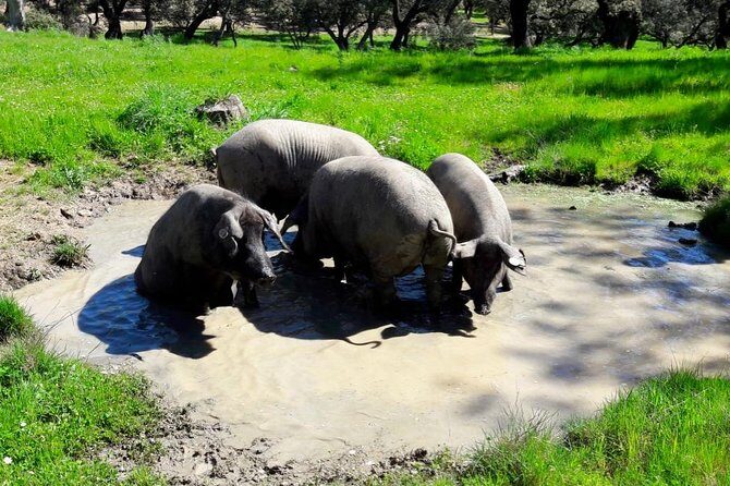 Private Iberian ham tour to the Sierra de Aracena - What Makes This Tour Stand Out