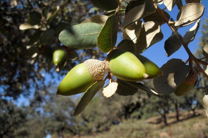 Private Iberian ham tour to the Sierra de Aracena - The Sum Up: Who Will Love This Tour?