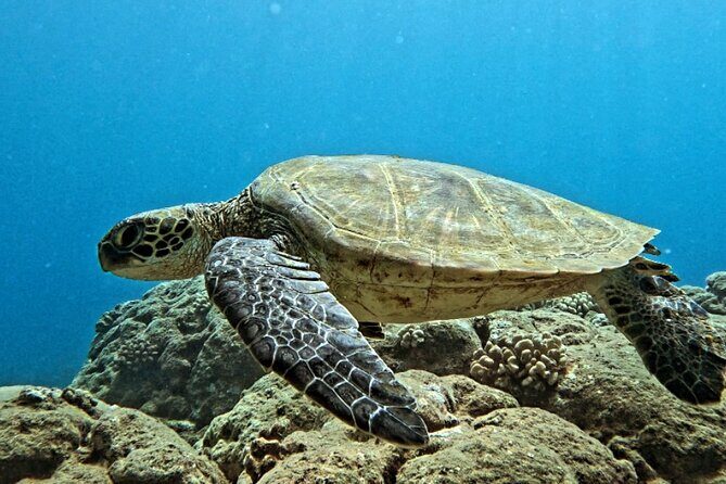 PRIVATE Introductory Discover Scuba Diving For Beginners - An In-Depth Look at the Experience