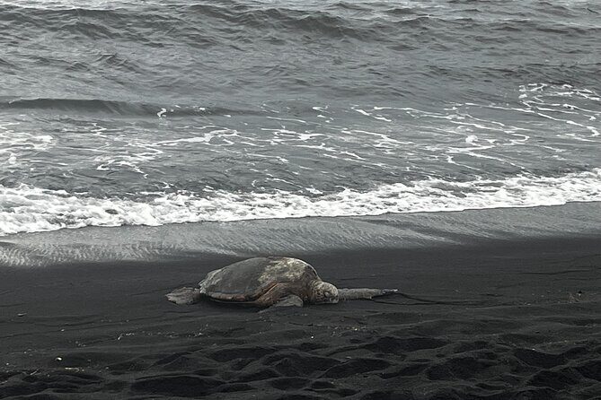 Private Island Adventure Volcanoes Beaches and Coffee Farms - Exploring the Itinerary: What to Expect