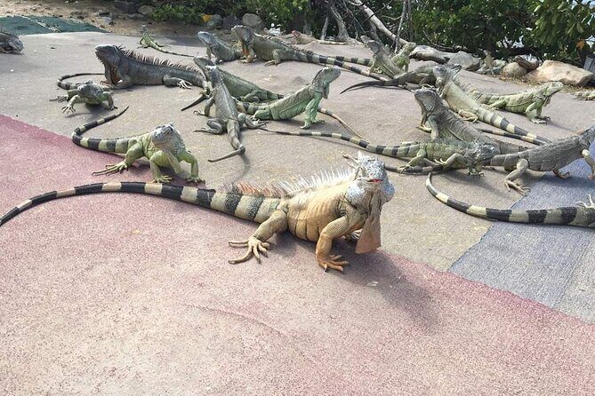 Private Island Tour - Sint Maarten - Practical Tips for Your Tour