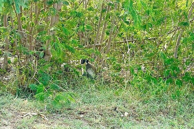 Private Island Tour - Sint Maarten - FAQs