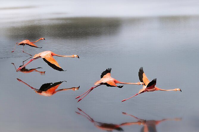 Private Island Tour with Photo Shoot Options Northern Tour - A Closer Look at the Bonaire Northern Tour