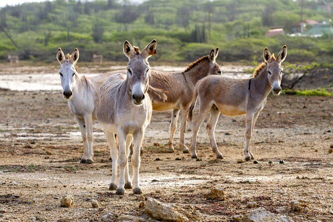 Private Island Tour with Photo Shoot Options Northern Tour - Logistics and Practicalities
