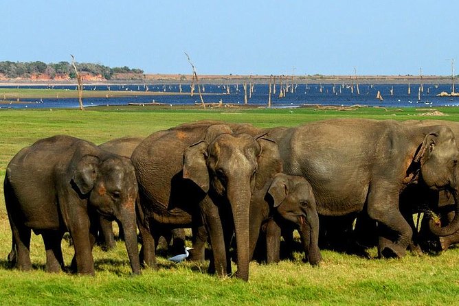 Private Jeep Safari to One of a Best National Park - Customer Reviews and Feedback