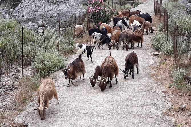 Private - Jeep Safari Tour With Lunch and Tastings - Tour Overview