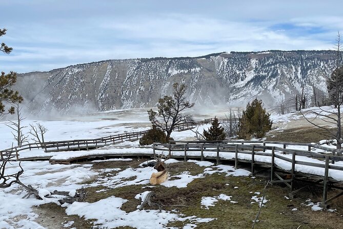 Private Jeep Tour of Yellowstone's Winter Wonderland - Sum Up