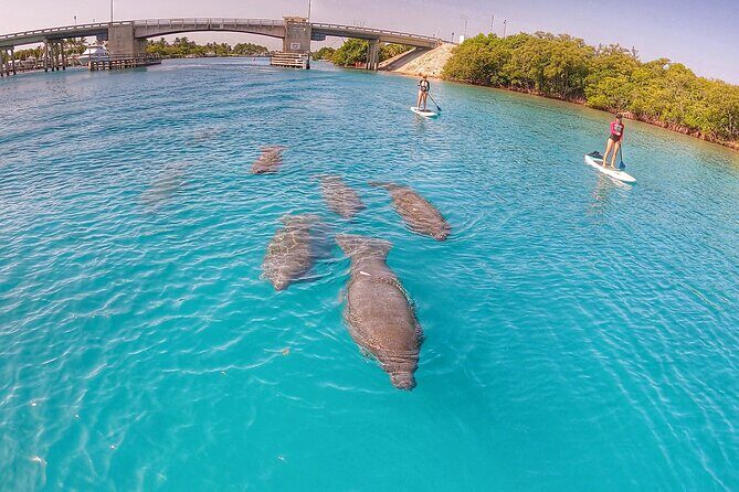 Private Jupiter Island Guided Paddle Boarding Tour - Introduction