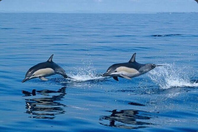 Private Kaikoura Whale Watching Day Trip From Christchurch - What’s Included and What’s Not