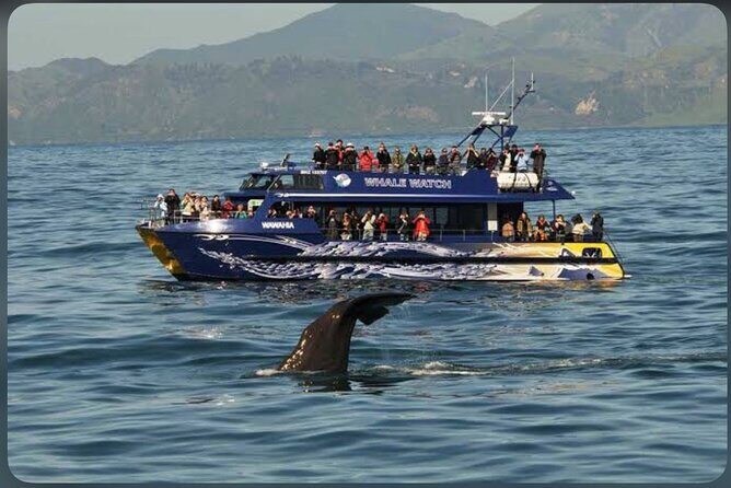 Private Kaikoura Whale Watching Day Trip From Christchurch - The Sum Up  