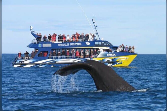 Private Kaikoura Whale Watching Day Trip From Christchurch - FAQ  